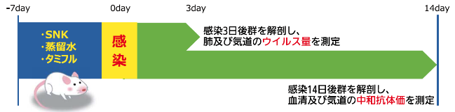 インフルエンザウイルス感染後のウイルス量と中和抗体価