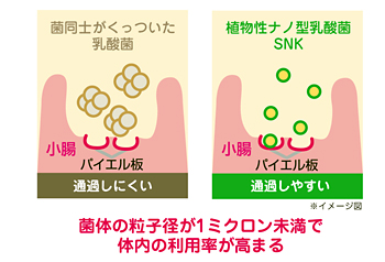 ナノ型乳酸菌とは｜IHM原料 植物性ナノ型乳酸菌SNK｜株式会社IHM