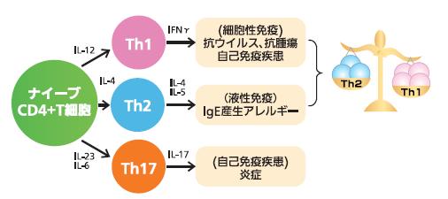 SNKに関わる免疫細胞の相関イメージ