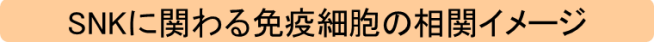 SNKに関わる免疫細胞の相関イメージ