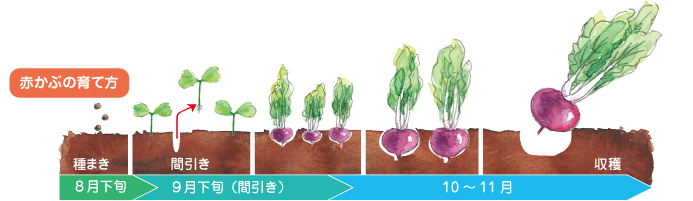 IHM原料 植物性ナノ型乳酸菌SNK 種まき、間引き、収穫