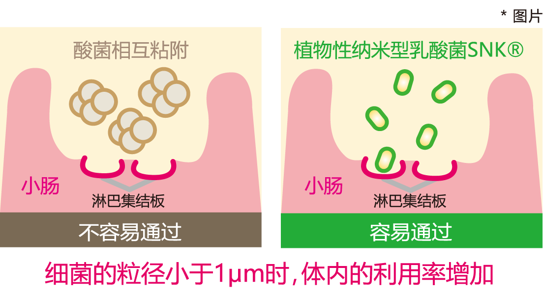 体内的利用率增加