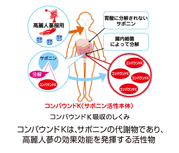 コンパウンドK(CompoundK)はサポニンの代謝物であり高麗人蔘の効果効能を発揮する活性物