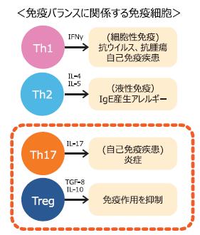 免疫バランスに関係する免疫細胞