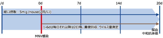 マウスノロウイルス感染試験による生体防御能を検証