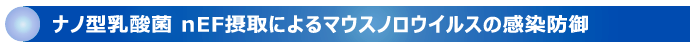 ナノ型乳酸菌nEF摂取によるマウスノロウイルスの感染防御