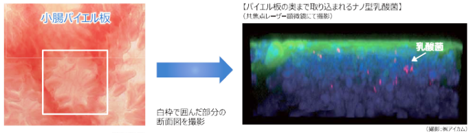 パイエル板の奥まで取り込まれるナノ型乳酸菌