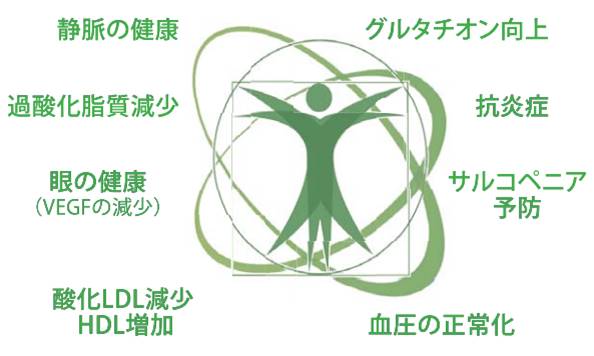 静脈の健康、過酸化脂質減少、眼の健康、傘下LDL現象・HDL増加、グルタチオン向上、抗炎症、サルコペニア予防、血圧の正常化