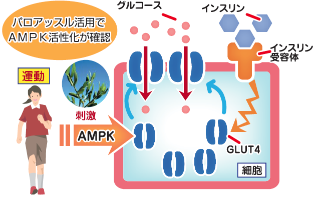 パロアッスル活用でAMPK活性化が確認