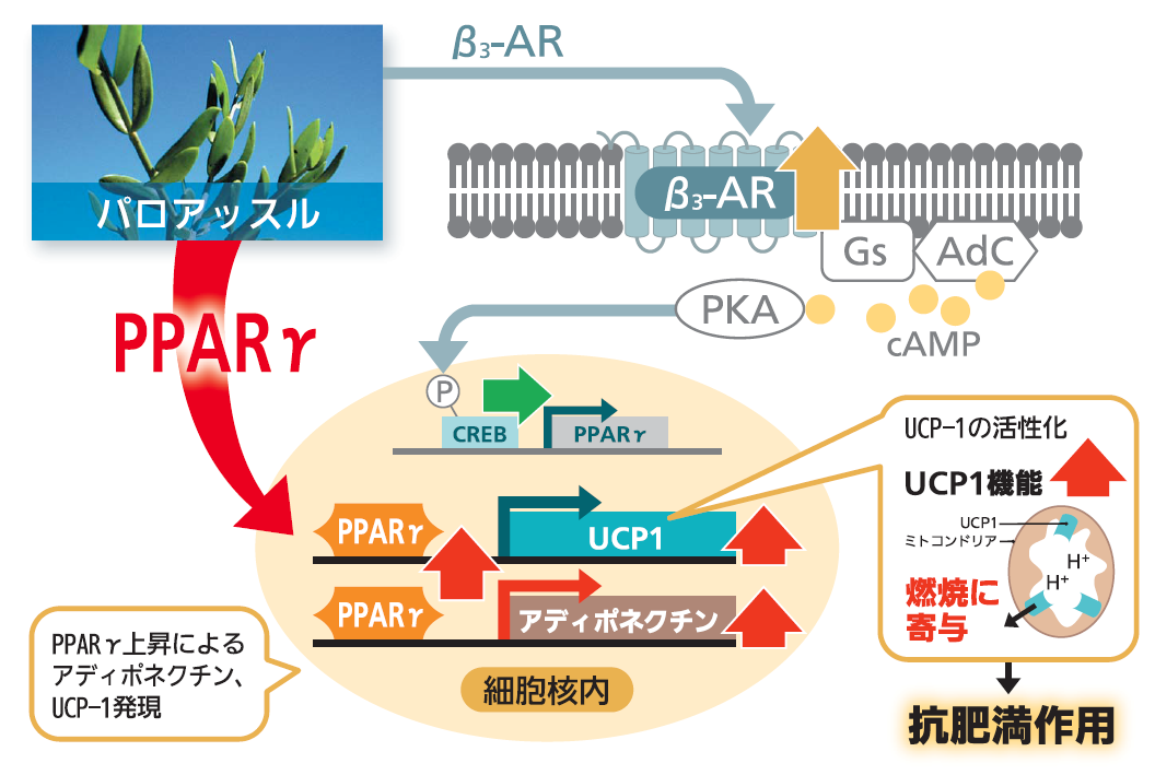 パロアッスルの新知見