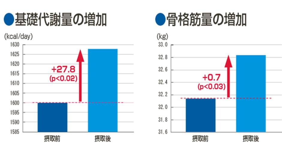 パロアッスルと骨格筋量、基礎代謝の増加