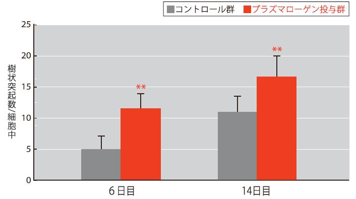 細胞中の樹状突起数はプラズマローゲン投与群の方が多い